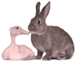 rozbor DRŮBEŽ A KRÁLÍK (domácí)